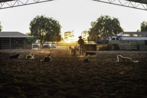 Training the working dogs at Katherine Outback Experience. Tourism NT/ Tourism Australia 